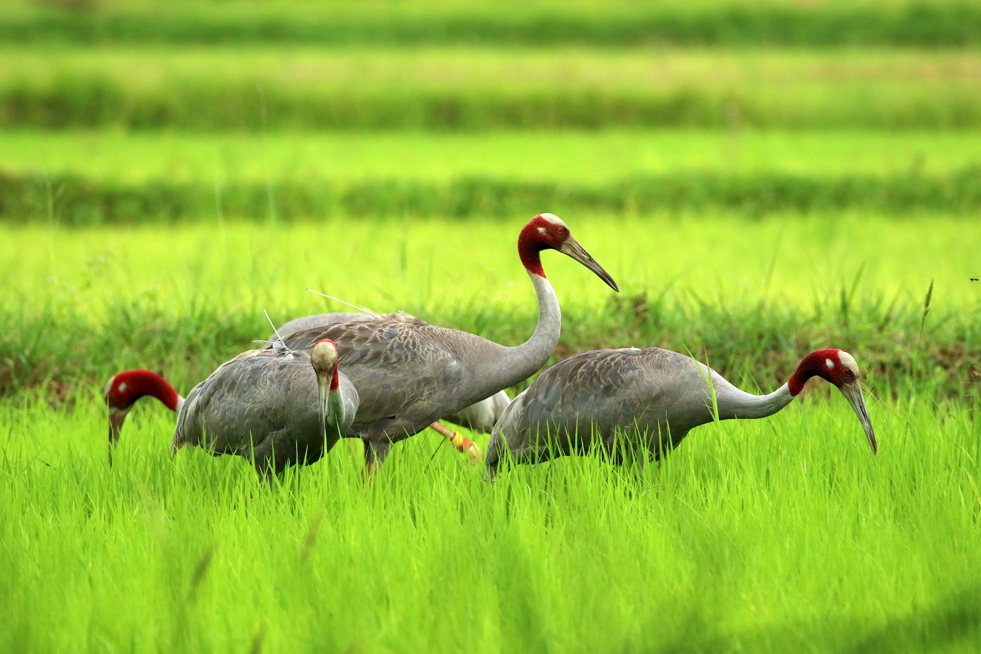 https://www.nepalminute.com/uploads/posts/World Heritage Journey - Sarus1662802947.jpg